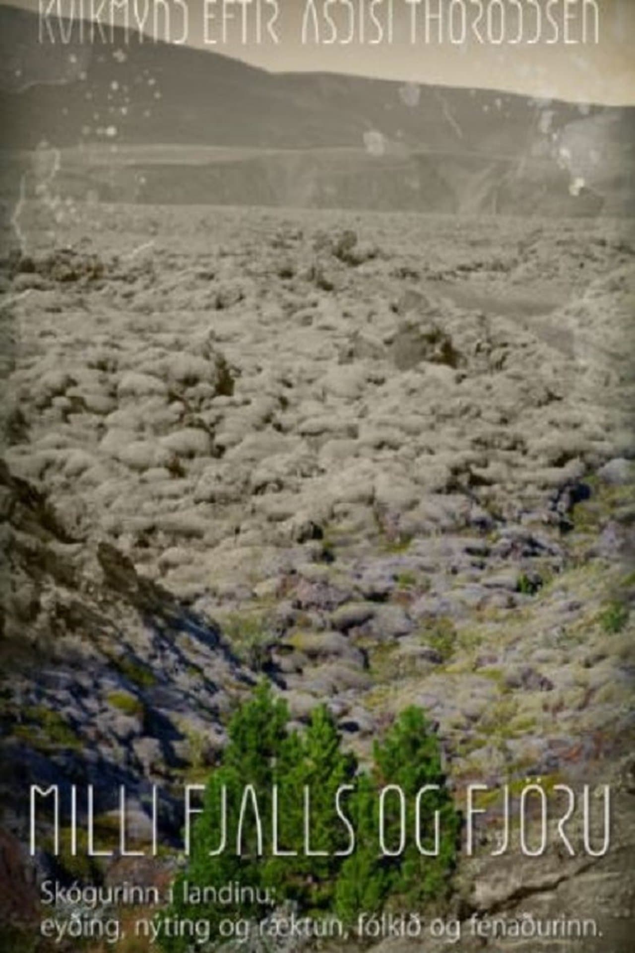 Woods Grew Here Once streaming