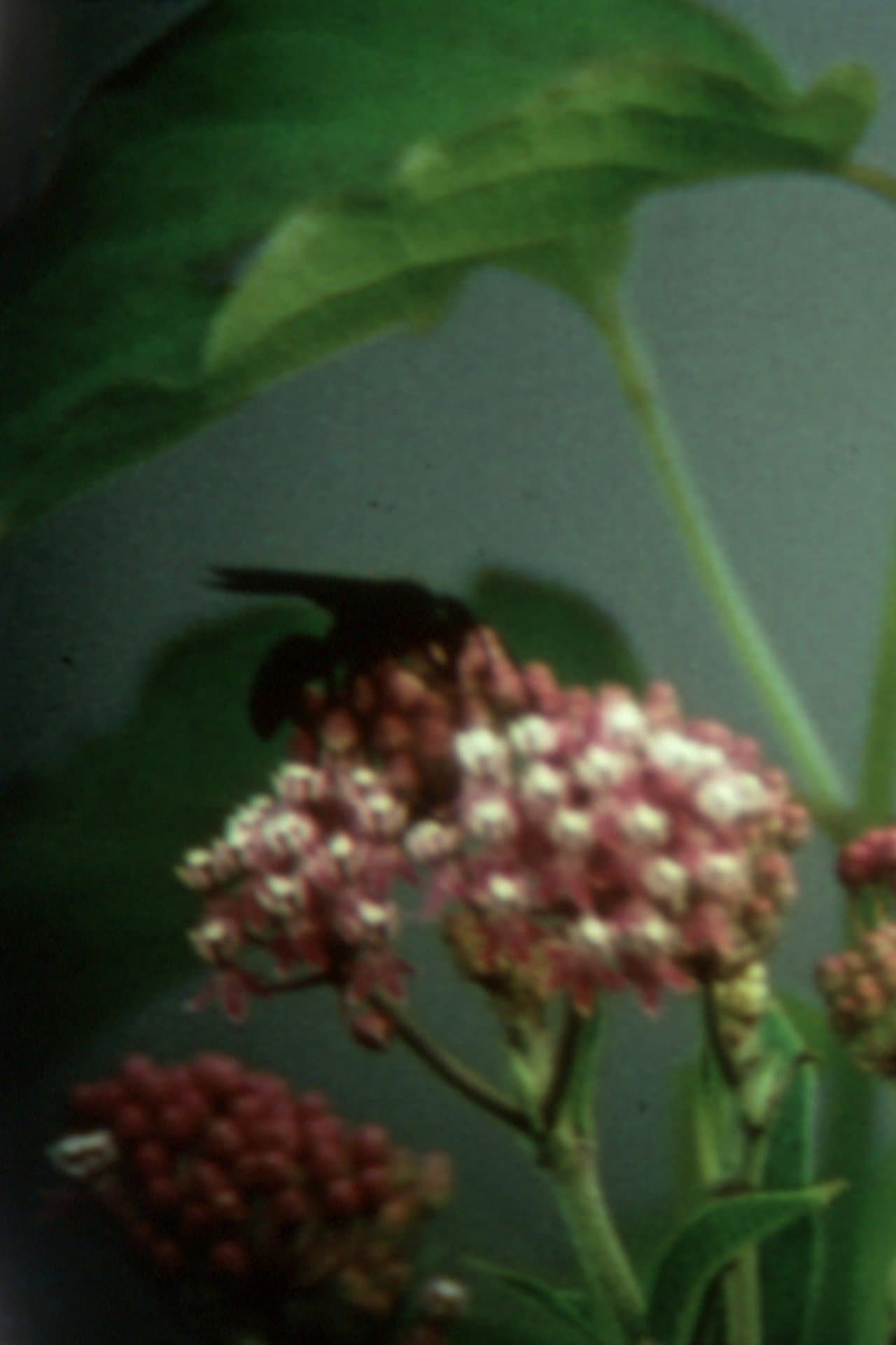 Remembrance and Goodbye streaming