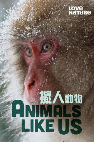 Animals Like Us streaming