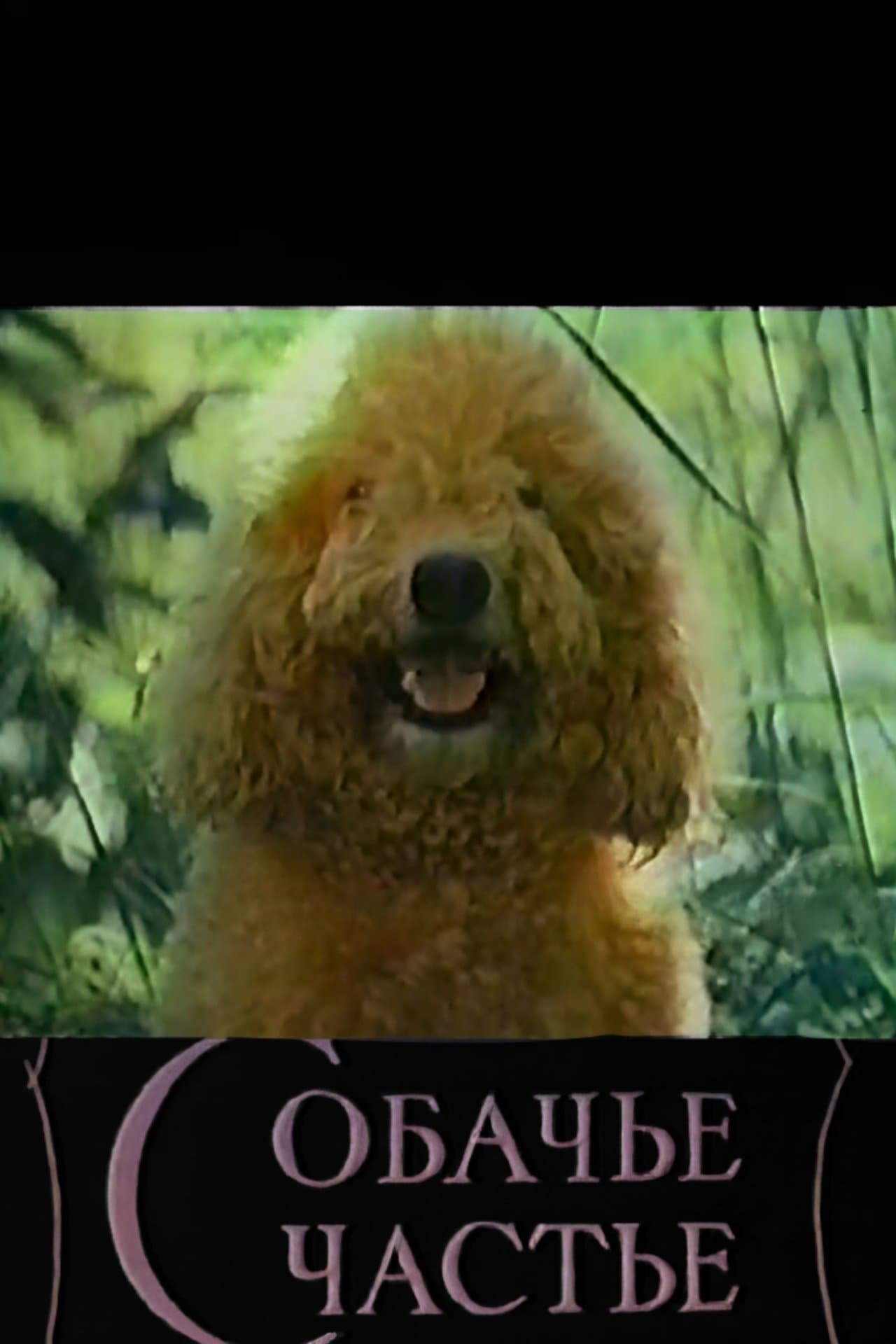 Dog's Happiness streaming