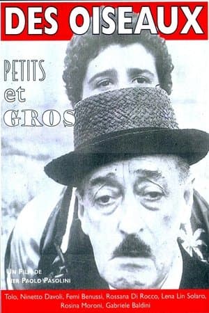 Des oiseaux, petits et gros streaming