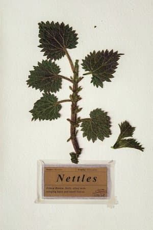 Nettles streaming
