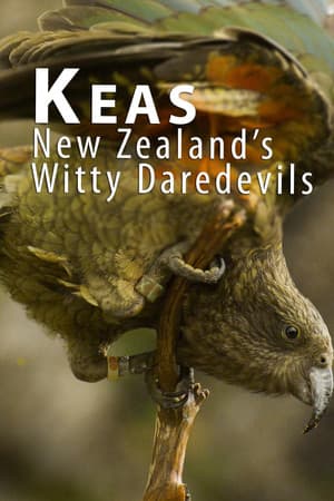 Keas - New Zealand's Witty Daredevils streaming