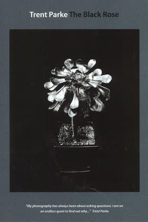 Trent Parke: The Black Rose streaming