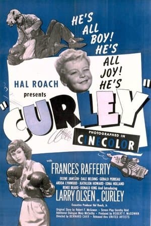 Curley streaming