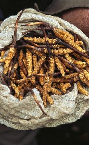 Yarsagumbu, l'or de l'Himalaya streaming