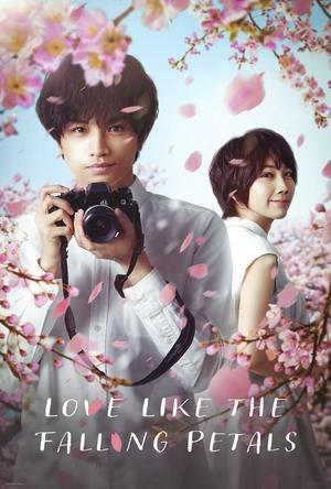 Love Like the Falling Petals streaming