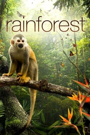 Secret Life of the Rainforest streaming