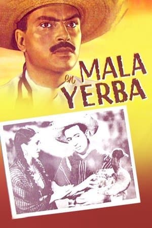 Mala yerba streaming