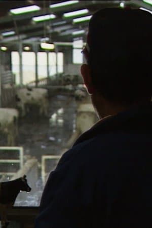 Des taureaux et des vaches streaming