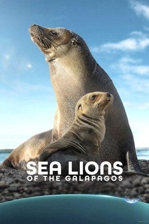 Sea Lions of the Galapagos streaming