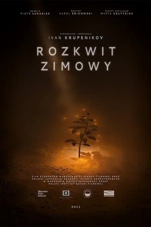 Rozkwit zimowy streaming