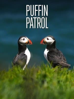 Puffin Patrol streaming