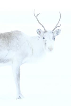 Spirit of the Reindeer streaming
