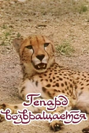 The Cheetah Comes Back streaming