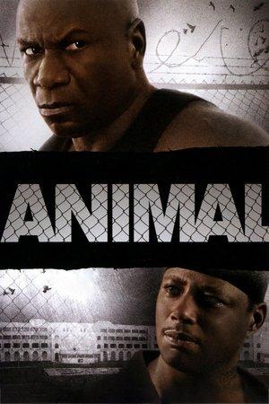 Animal streaming