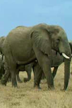 Water and Fire streaming