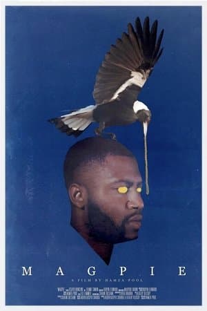 Magpie streaming