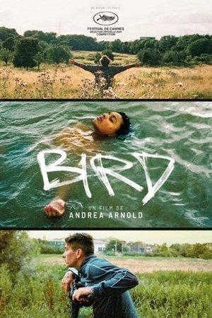 Bird streaming