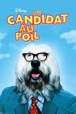 Un candidat au poil streaming
