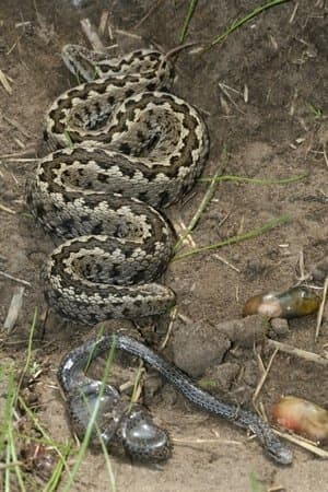 Vipera Life – A serpent’s life streaming