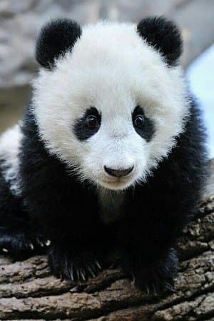 Panda Babies streaming