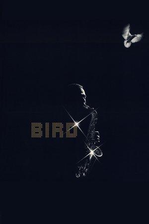 Bird streaming