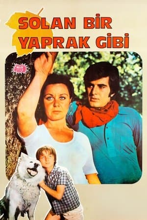 Solan Bir Yaprak Gibi streaming