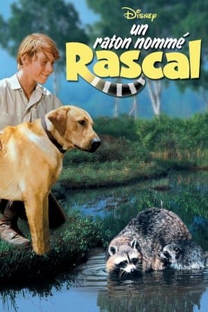 Un raton nommé rascal streaming