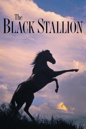 The Black Stallion streaming