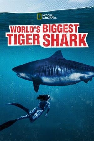 World's Biggest Tiger Shark streaming
