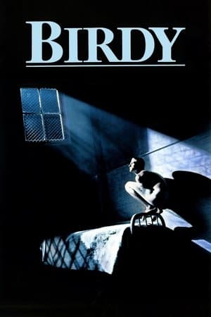 Birdy streaming