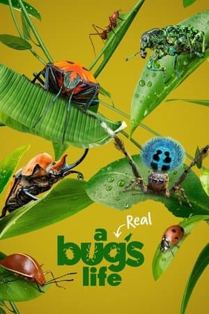 A Real Bug's Life streaming