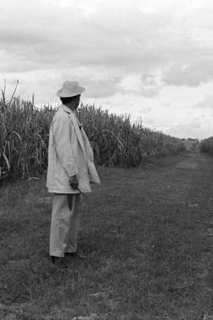 A Gavillero in the Sierra streaming