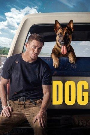 Dog streaming
