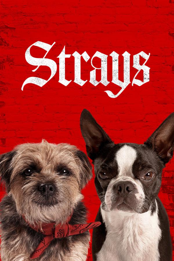 Strays streaming