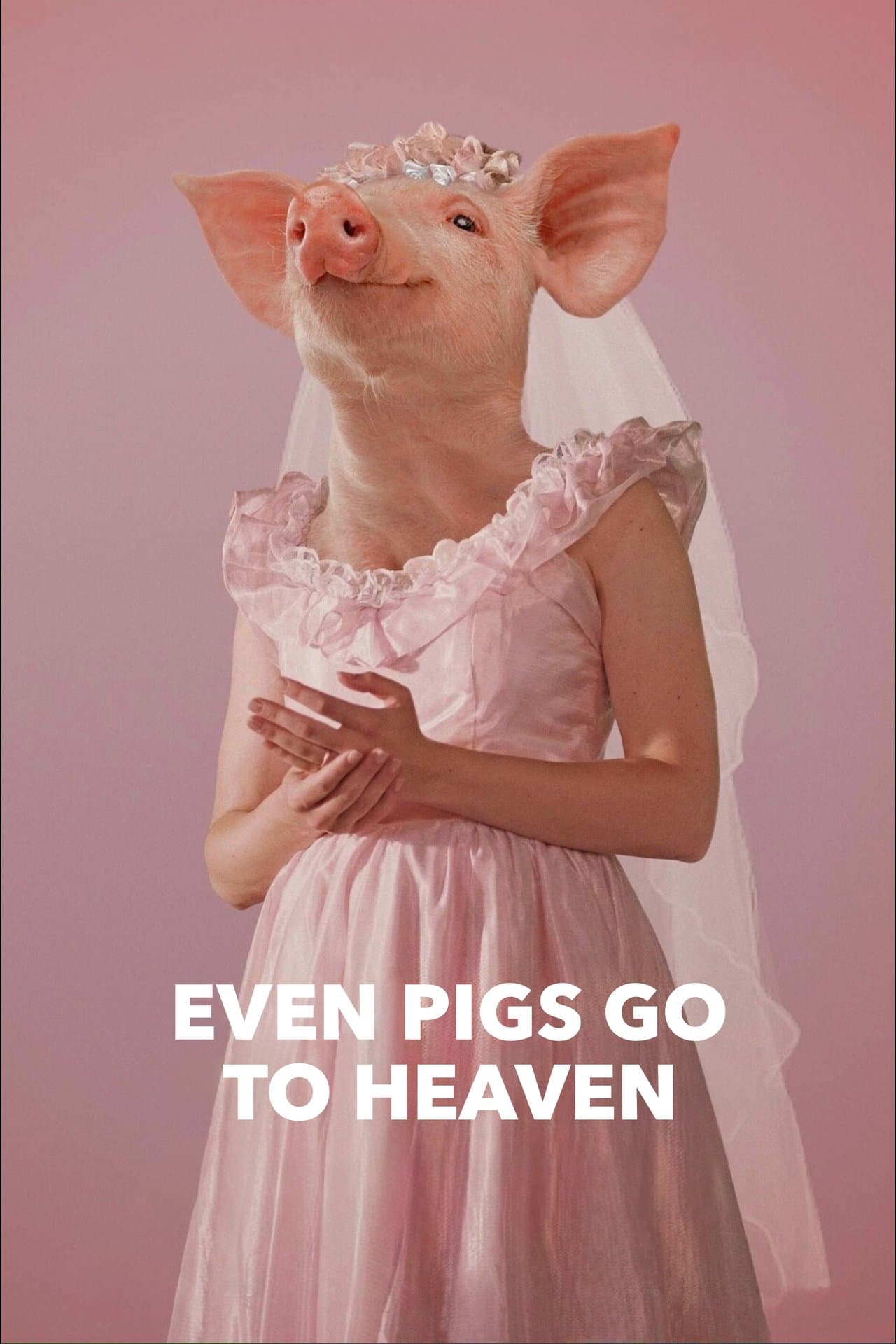 Even Pigs Go to Heaven streaming