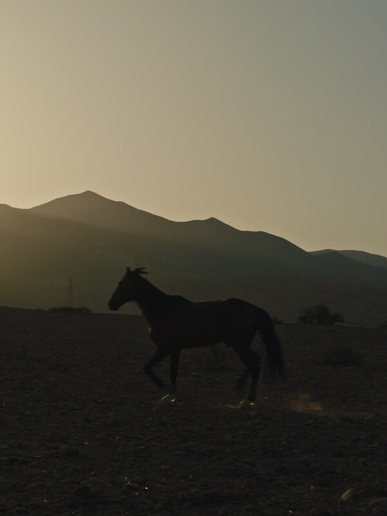 Pourquoi As-Tu Laissé le Cheval à sa Solitude? streaming