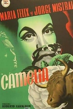 Camelia streaming